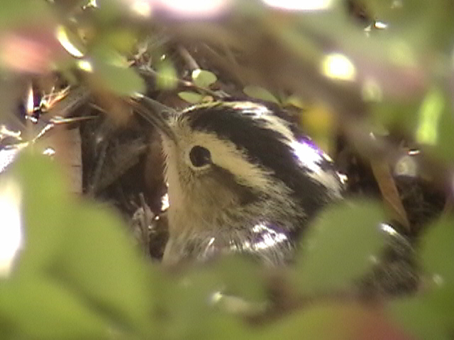 Click here to jump to main Black And White Warbler page