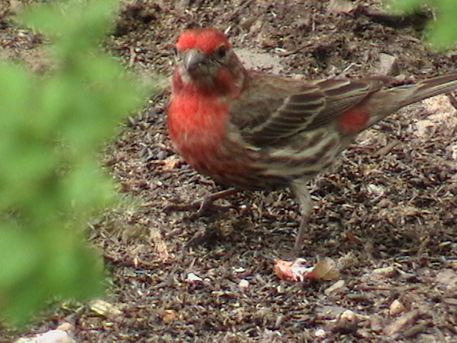 Click on photo to go to House Finch page.