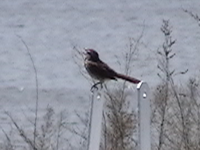 Audio file of Song Sparrow