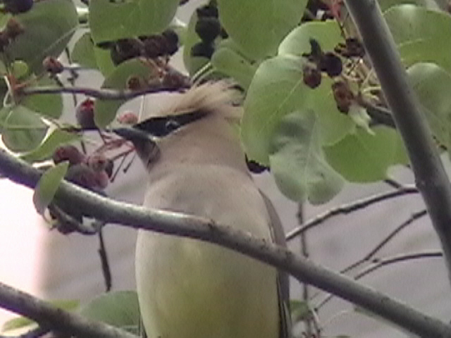 Mouse click on Picture to branch to Cedar Waxwing page.