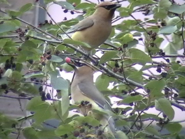 Mouse click on Picture to branch to Cedar Waxwing page.