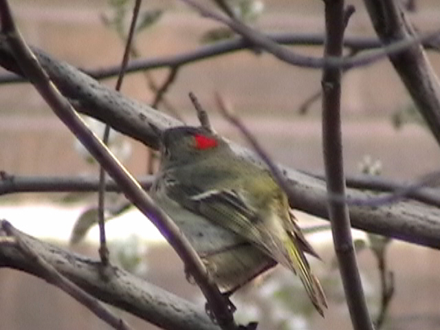 Click to go to the full Ruby-crowned Kinglet page