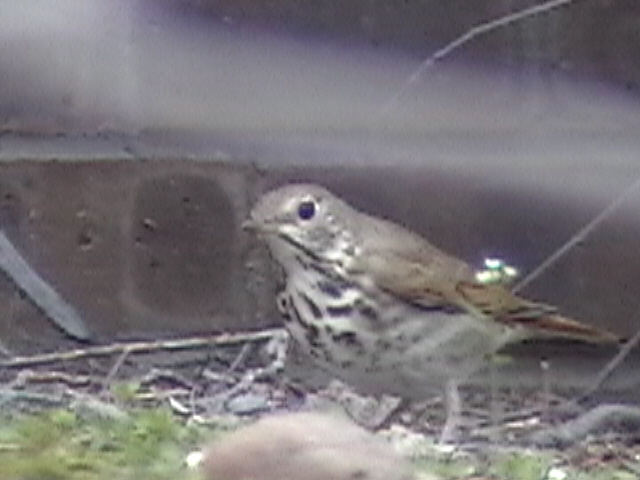 Click to go to the full Swainson's Thrush page