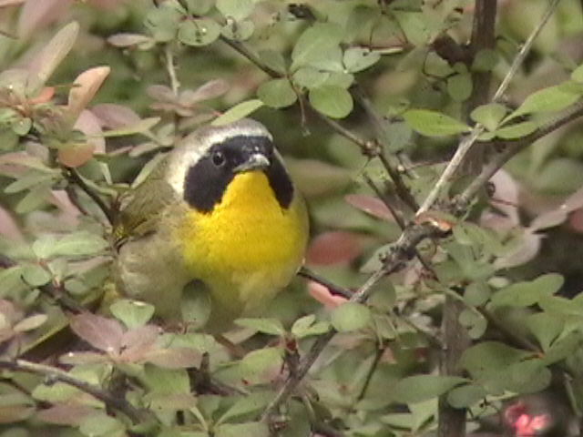 Mouse click on picture to branch to Common Yellowthroat page.